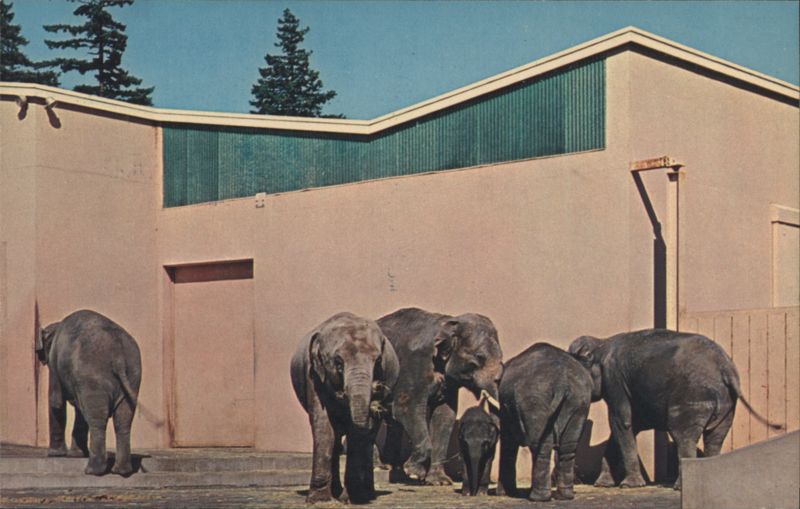 Portland Zoo Elephant Family at Pachyderm House Oregon
