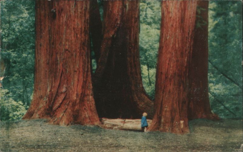 Muir Woods National Monument Giant Redwoods, Mill Valley California