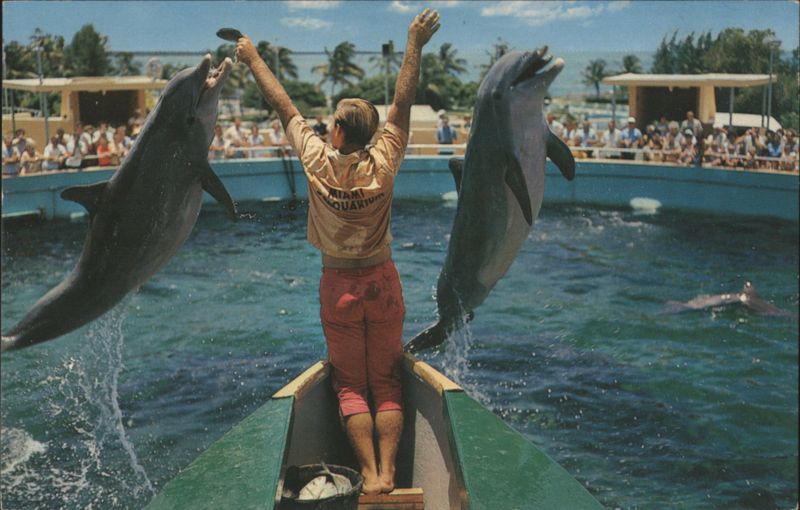 Dolphins Jumping for Fish at Miami's Fabulous Seaquarium Florida