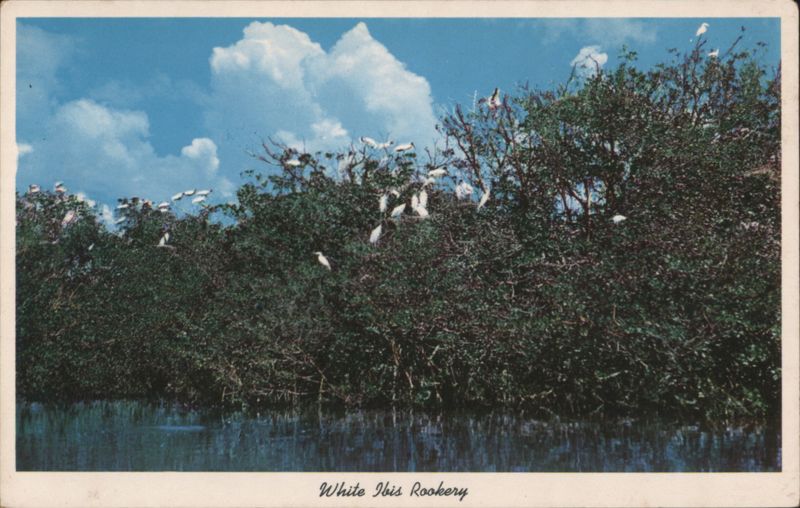 White Ibis Rookery, Everglades National Park Florida