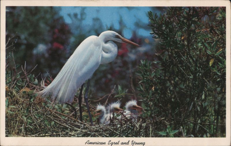 American Egret and Young, Everglades National Park Florida