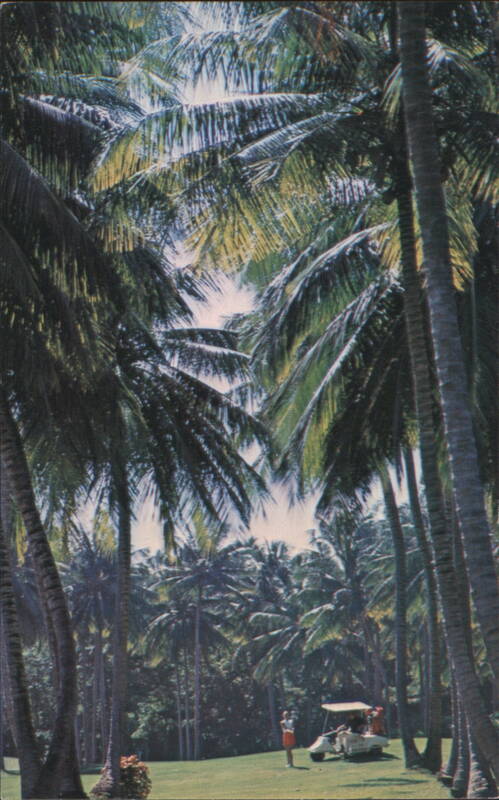 Dorado Beach Hotel Golf Course, Palm Trees Puerto Rico