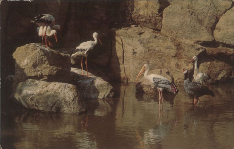 European & Painted Storks, Busch Gardens, Los Angeles CA California