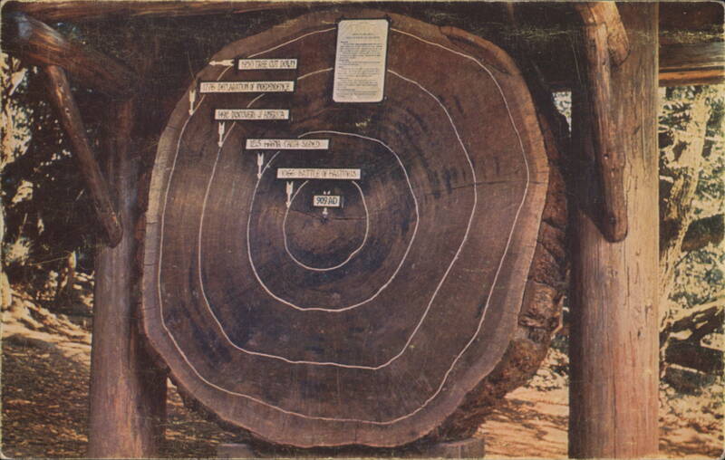 Cross Section of Giant Redwood Tree Rings Dates Mike Roberts