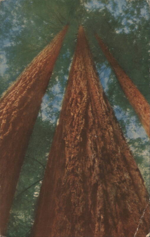 Looking up among the Redwoods, Muir Woods National Monument California