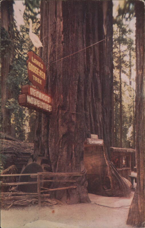 Goose Pen Tree, Lane's Redwood Flat, CA California