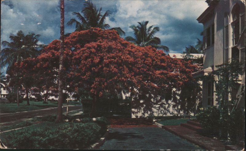 Gorgeous Poinciana Tree, Florida Scene