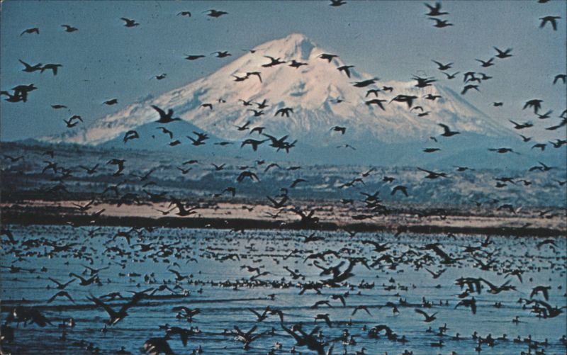 Tulelake Wildlife Refuge, Mt. Shasta, Flying Ducks California