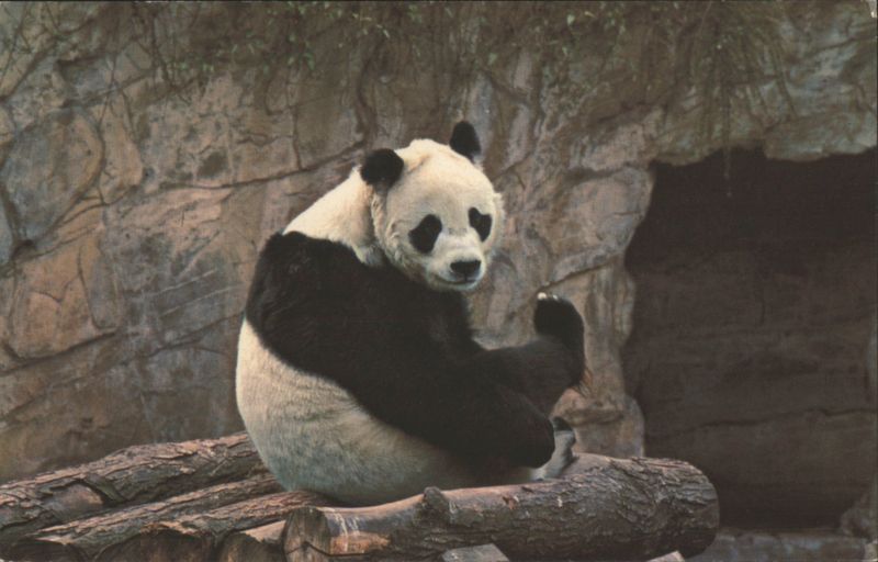 Giant Panda 'Chi-Chi' at London Zoo M. Lyster Bears