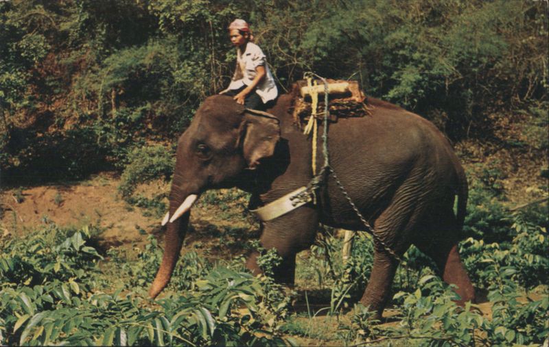 Trained Elephant Working Teak-Wood Forest, Chiang Mai, Thailand