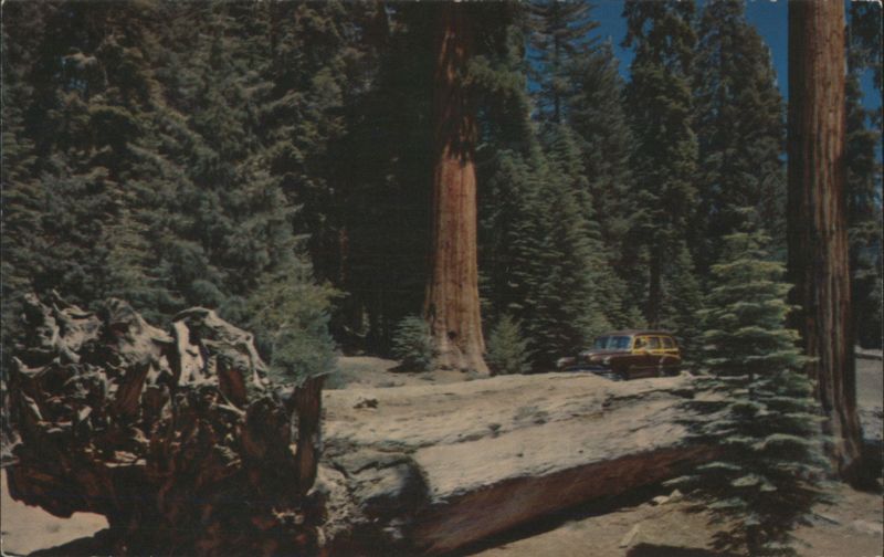 Auto Log, Driving Through Giant Tree, Sequoia National Park Giant Forest California