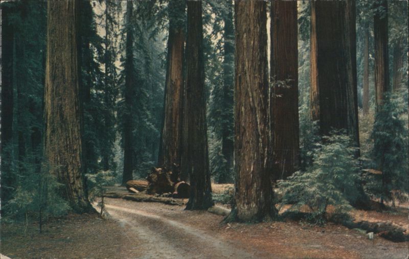 California Redwoods, Sequoia Sempervirens Forest