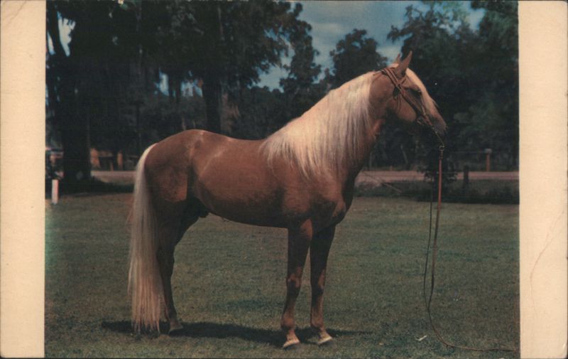 Palomino Stallion C. P. Johnson Horses