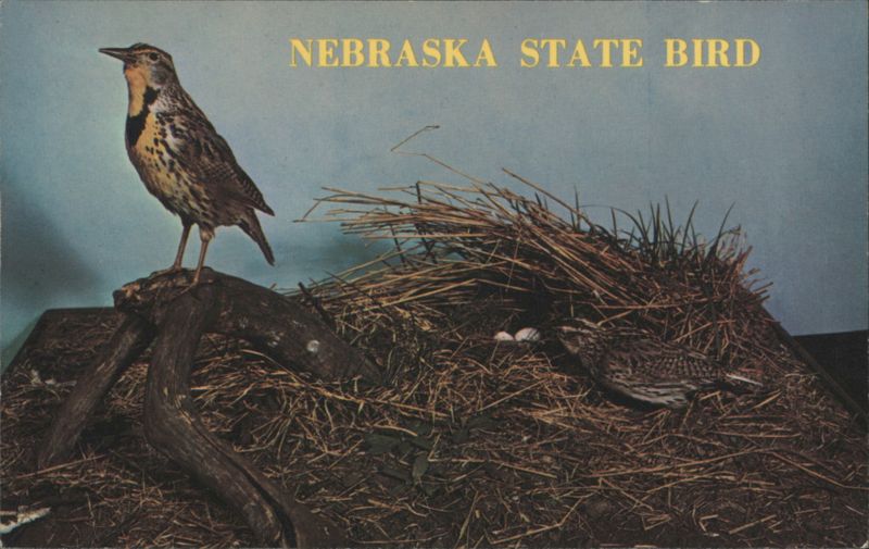 Nebraska State Bird Meadowlark Display Birds