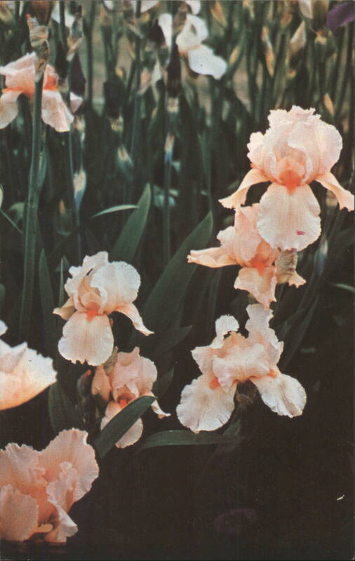 Iris Happy Birthday, Pink Flowers