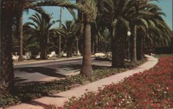 Avenue of Palms, Flower-Bordered Walks Postcard