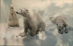 Polar Bear with Cubs - San Diego Zoo Postcard