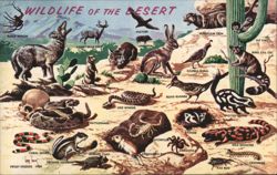 Wildlife of the Desert - Animals and Plants Postcard