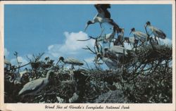 Wood Ibis Wild Bird Rookery Everglades National Park Postcard