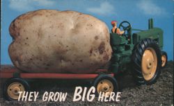 Giant Potato on Trailer with Tractor - THEY GROW BIG HERE Postcard