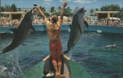 Dolphins Jumping for Fish at Miami's Fabulous Seaquarium Postcard
