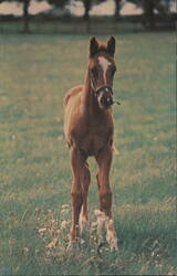 Great Expectations Thoroughbred Foal, Future Race Horse Postcard