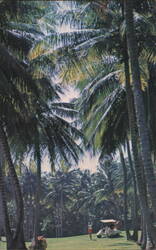 Dorado Beach Hotel Golf Course, Palm Trees Postcard