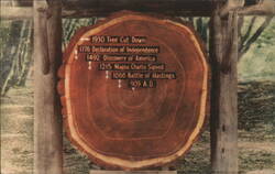 California Redwood Tree Ring Timeline, Muir Woods Postcard
