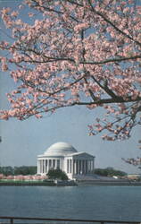 Jefferson Memorial, Washington, D.C. Cherry Blossoms Postcard