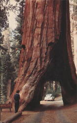 Yosemite NP Mariposa Grove Drive-Through Tree Postcard