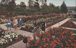 Pageant of Roses Garden, Rose Hills Memorial Park Postcard
