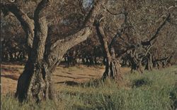 Olive Trees at Corning, Tehama County Postcard