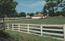 Picturesque Horse Farm, Bluegrass Region Postcard