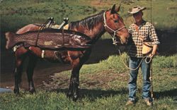 Man with Horse and Record Rainbow Trout Catch Postcard