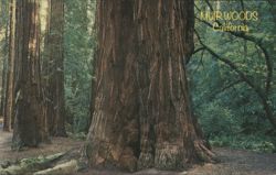 Muir Woods California Redwoods Postcard