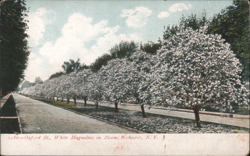 Oxford St., White Magnolias in Bloom Rochester New York