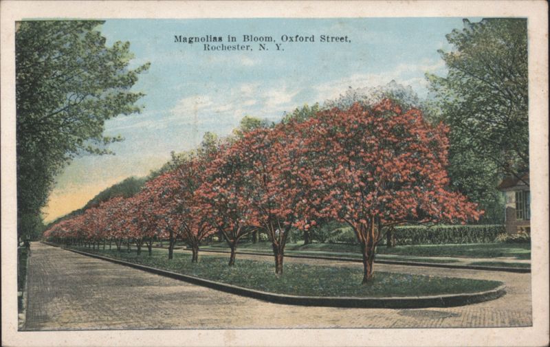 Magnolias in Bloom, Oxford Street, Rochester, NY New York