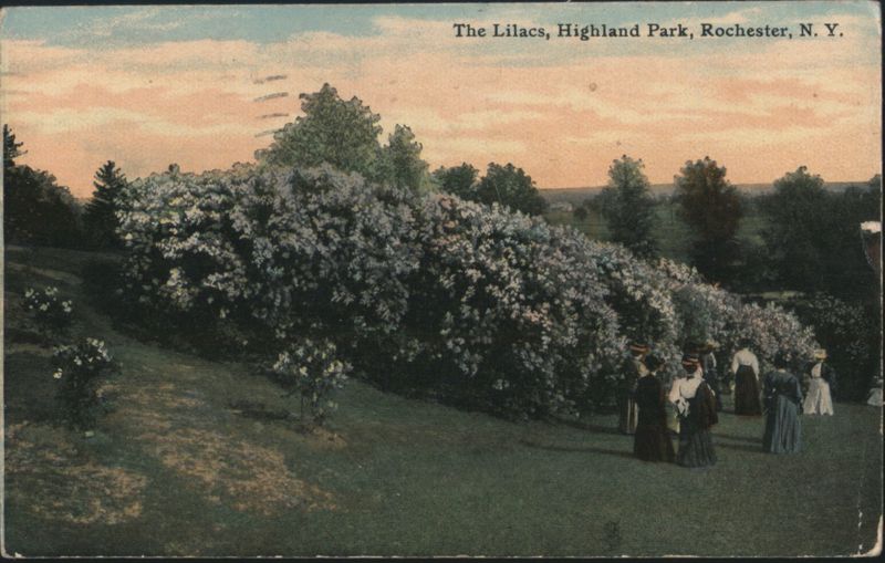 The Lilacs, Highland Park Rochester New York