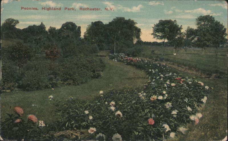 Peonies, Highland Park, Rochester, N.Y. New York