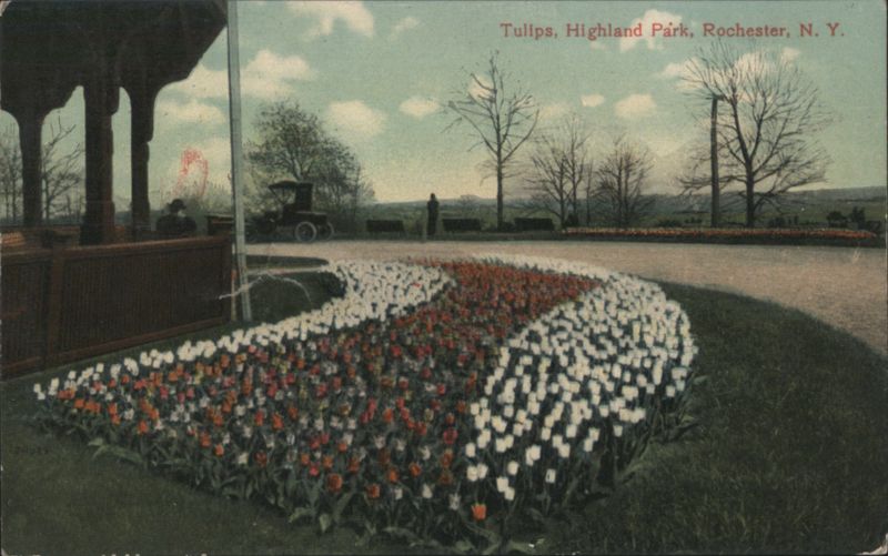 Tulips, Highland Park, Rochester, NY New York