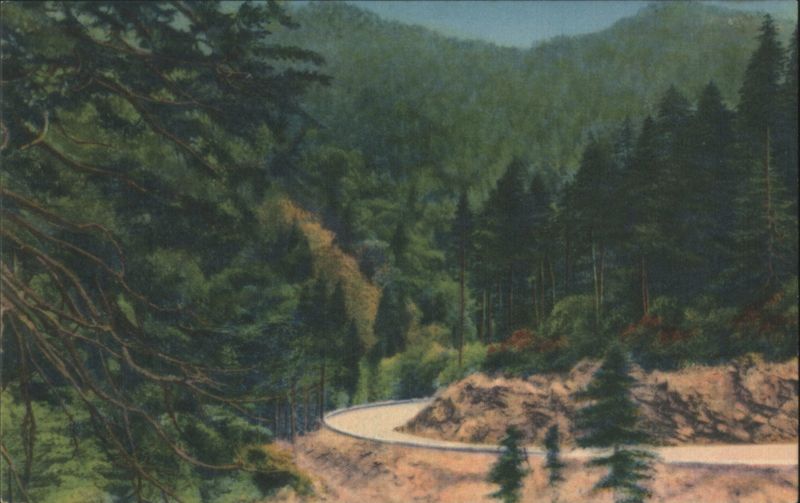 Newfound Gap Highway Curve, Great Smoky Mountains NP