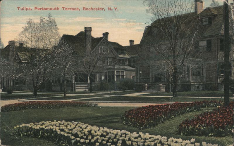 Tulips, Portsmouth Terrace Rochester New York