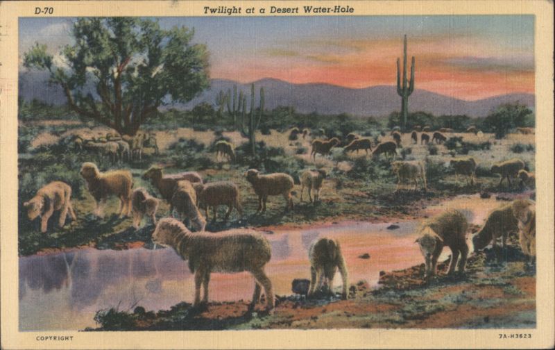 Twilight at a Desert Water-Hole, Sheep, Saguaro Cacti Arizona
