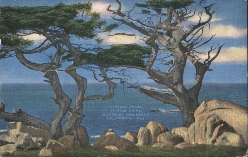 Cypress Trees, 17-Mile Drive, Monterey Peninsula California