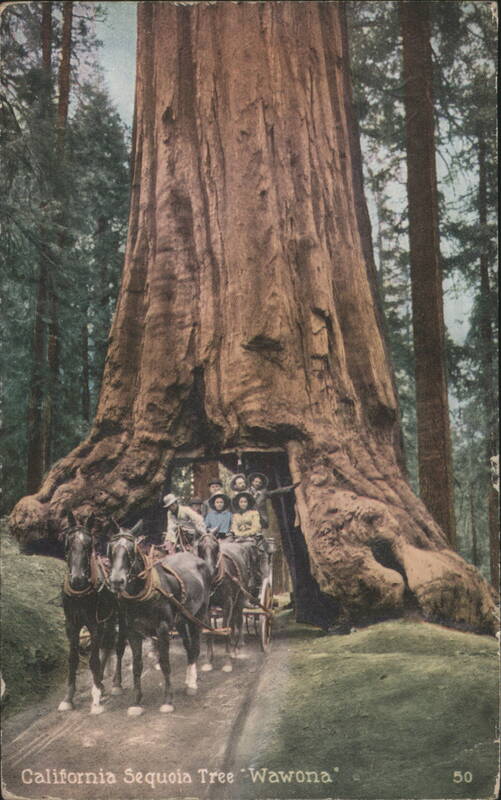 California Sequoia Tree 'Wawona' Horse-Drawn Carriage