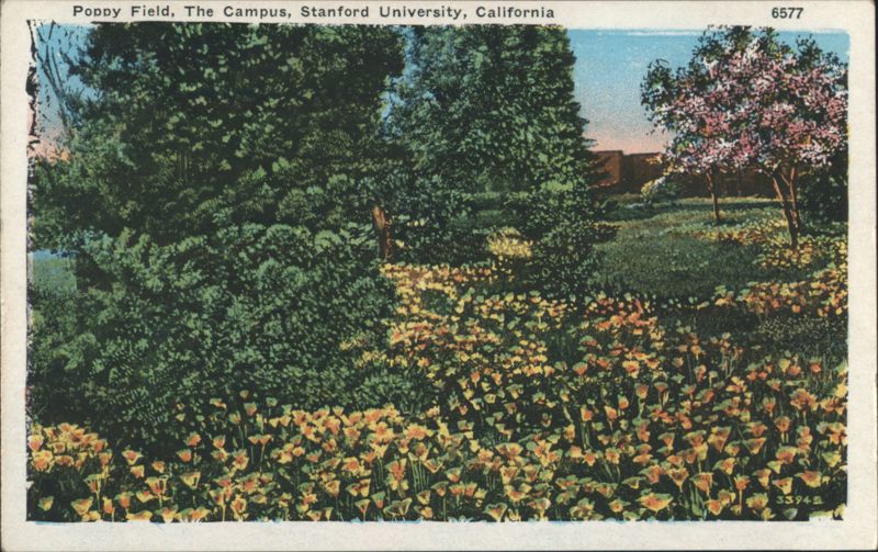 Poppy Field, The Campus, Stanford University, California