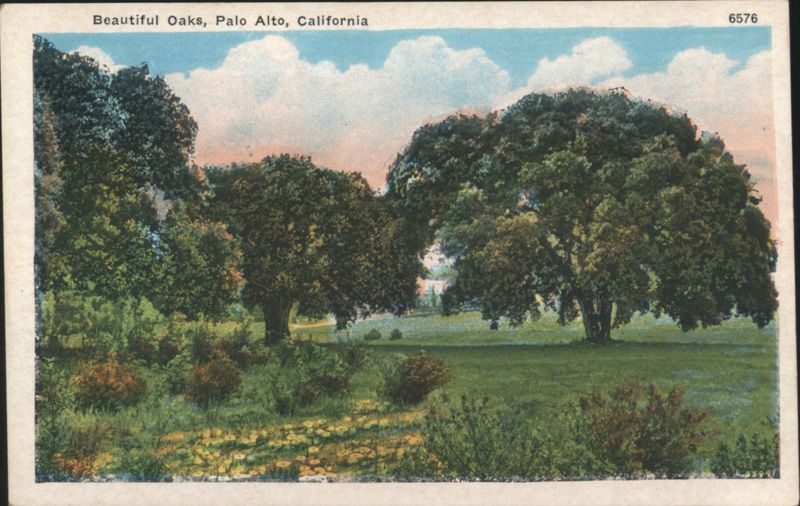 Beautiful Oaks, Palo Alto, California