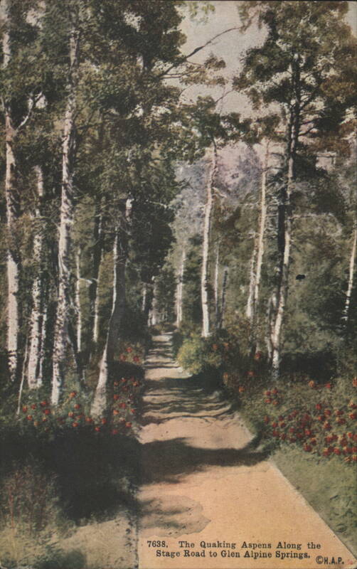 Quaking Aspens Along Stage Road to Glen Alpine Springs