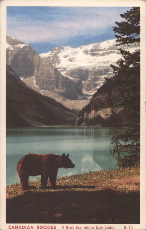 Black Bear admires Lake Louise, Canadian Rockies Canada