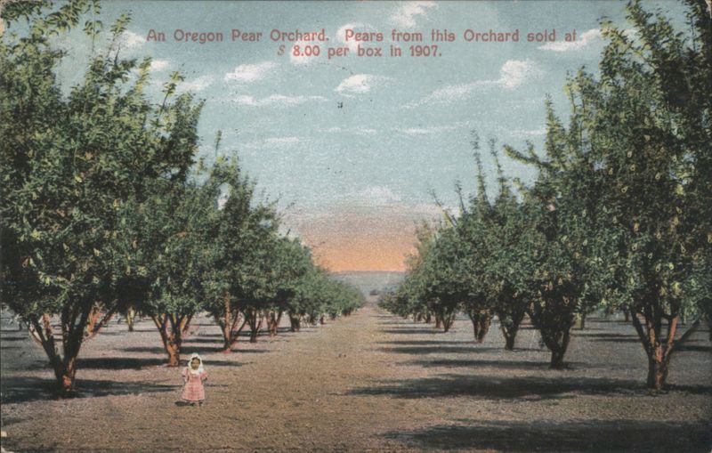 Oregon Pear Orchard, Pears Sold for $8.00 per Box in 1907 Medford
